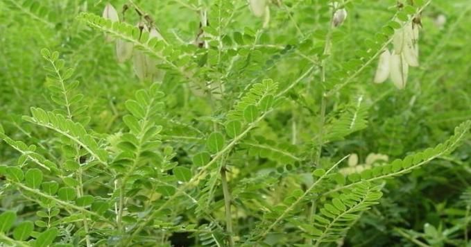 想要补血补气,就要认准黄芪,嚼着吃,泡茶喝,涨知识了