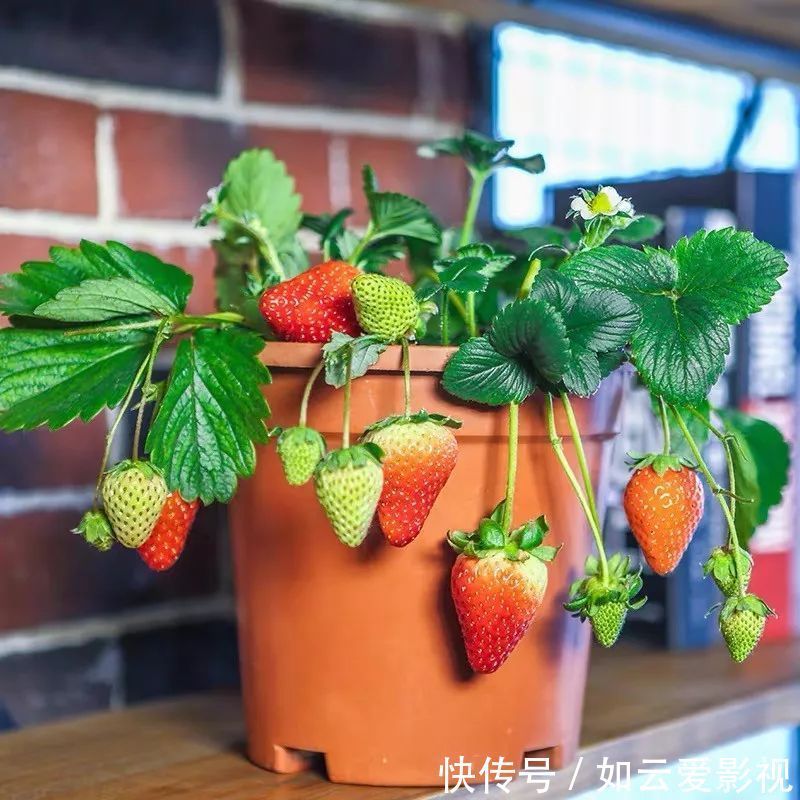 养护|这六种盆栽,能看还能吃,家里养一盆,清雅又别致