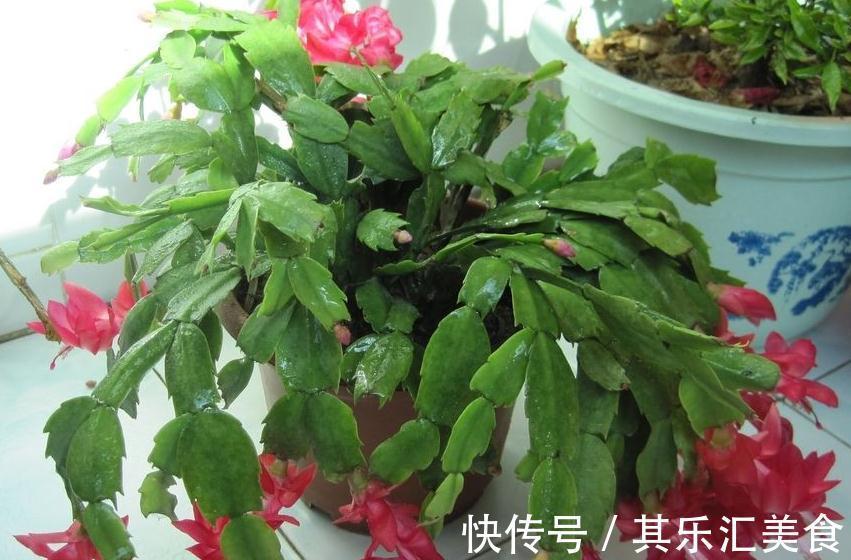 蟹爪兰叶片发黄,都是4个方面造成的,此样预防黄叶很有效