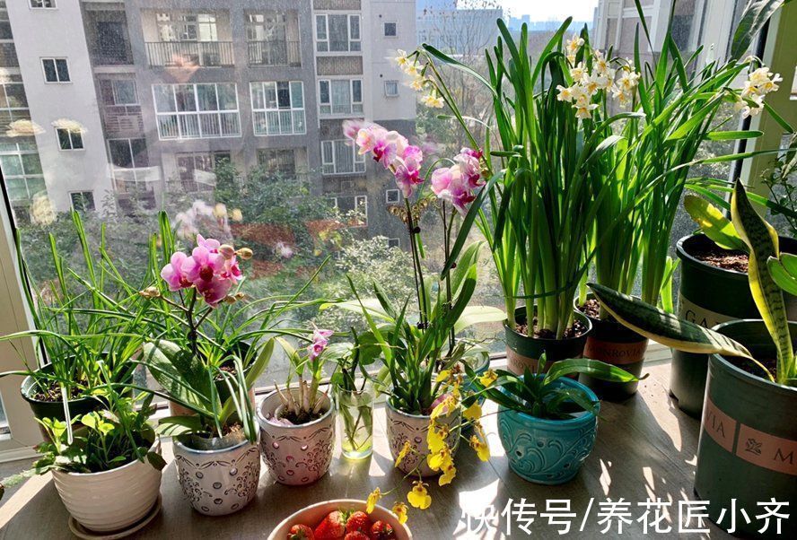 养花不要认为很难,只要记住“五个字”,养啥都能养好