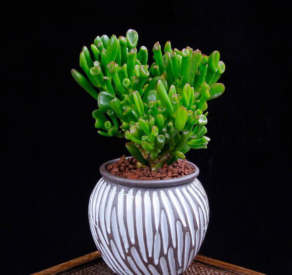 家里养4种盆景多肉,古朴厚重很有文化底蕴,关键是好养又好看