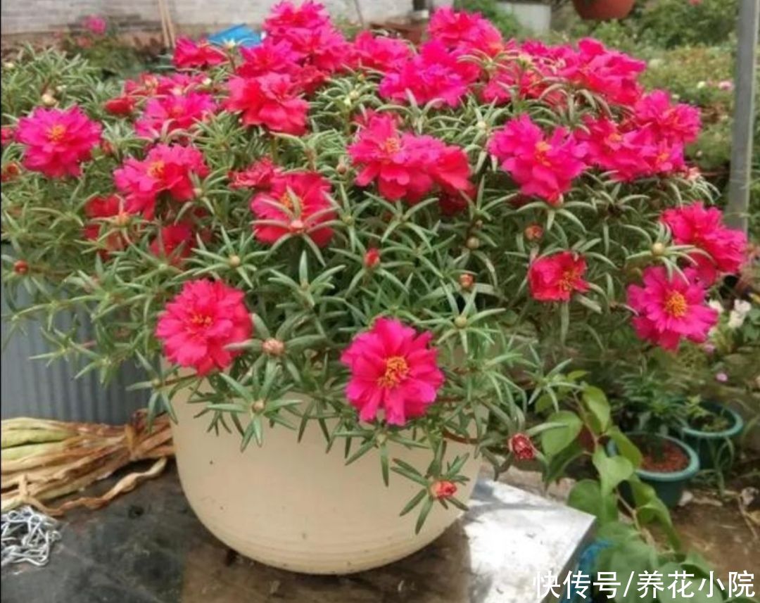 月季|适合夏天养的5种花，不怕热、不怕晒，照常开花