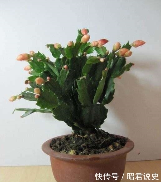 蟹爪兰怎么浇水不烂根？教你3个浇水小窍门，烂根后这样处理才对