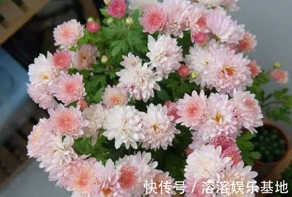 5款常见的菊花，放在阳台清新脱俗，不黄叶猛开花，造型妩媚，美