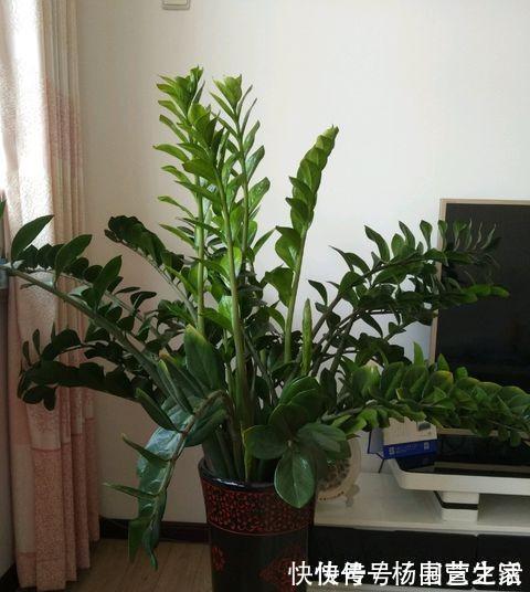 根系|金钱树“很特殊”,土豆茎上挤满芽,懒人才能养好它