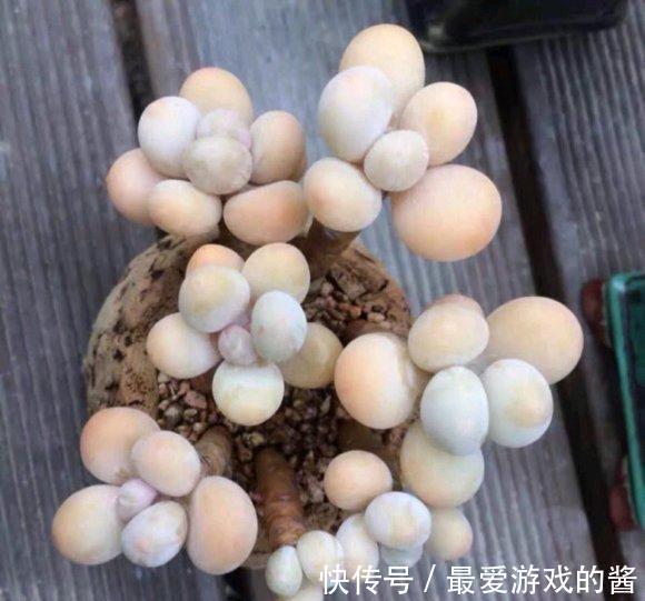 一入“肉坑”深似海,养多肉不能着急,慢慢养,多肉才不会死