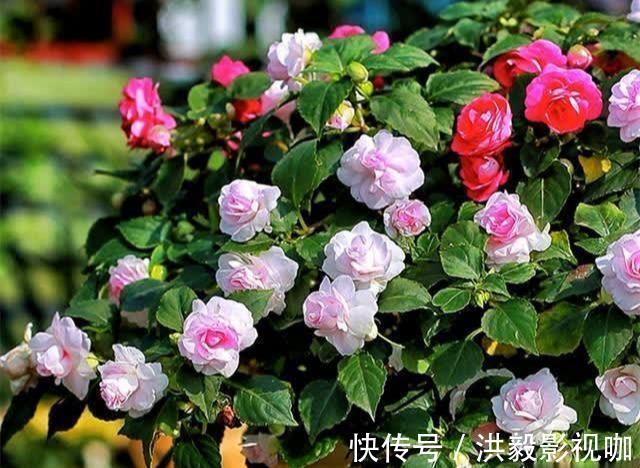 茶花生长，四季有“规律”，秋天这样养，花苞巴掌大，砰砰开大花