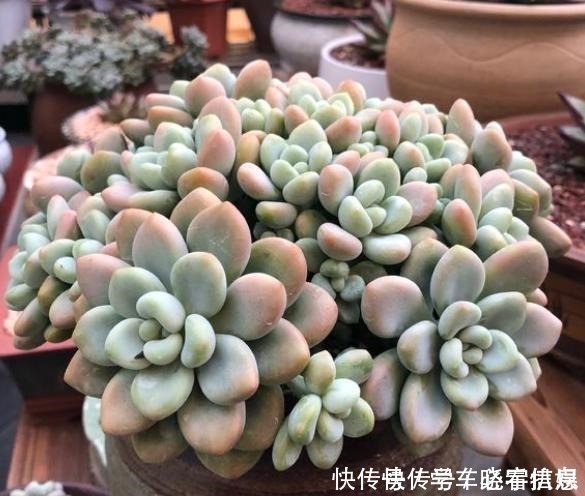 肥料|阳台养多肉，记住“4要点”，照样养出美美的多肉！