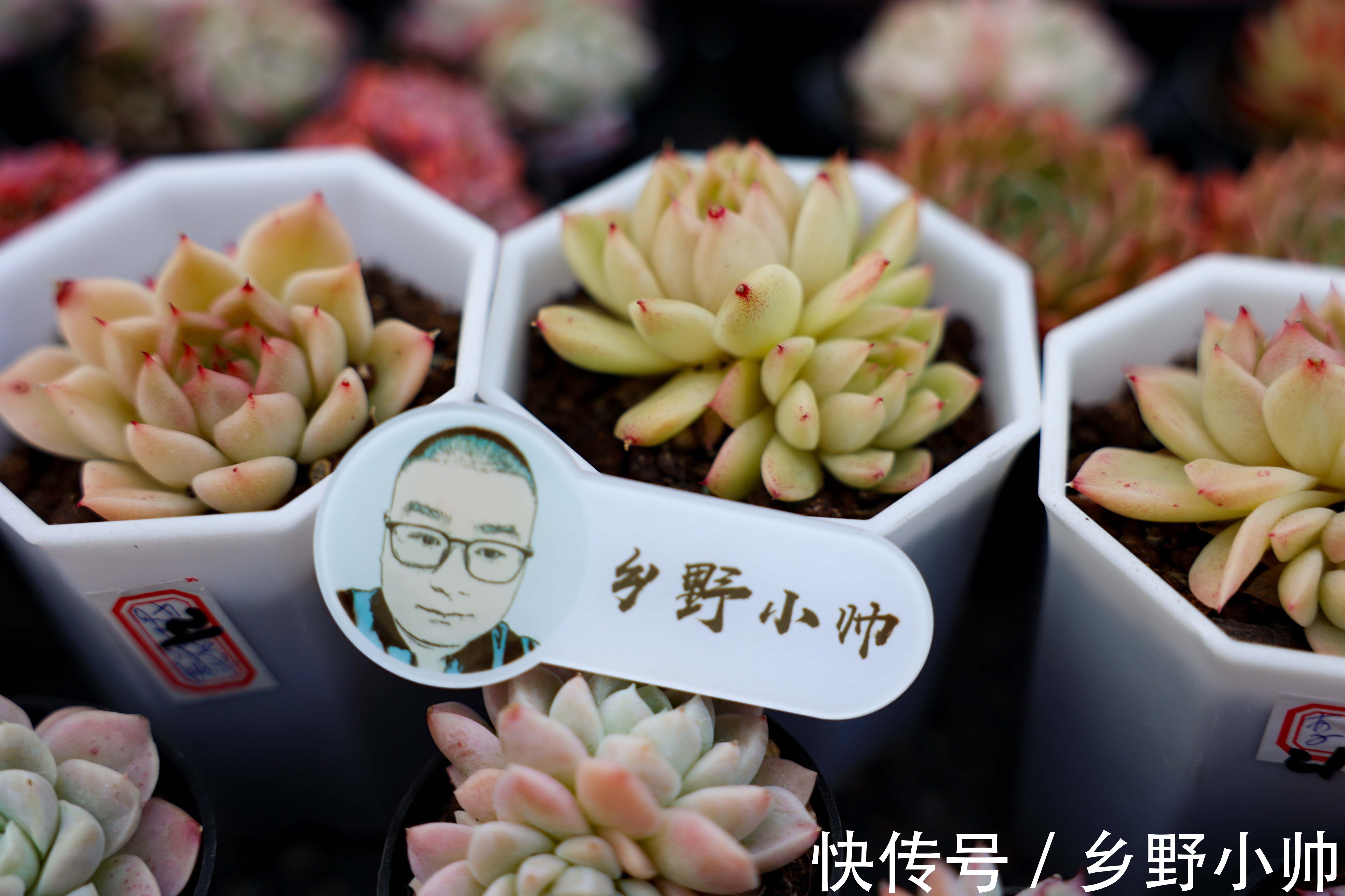 群生|多肉爆侧芽?砍头之后怎么处理?用对方法肉肉爆满盆