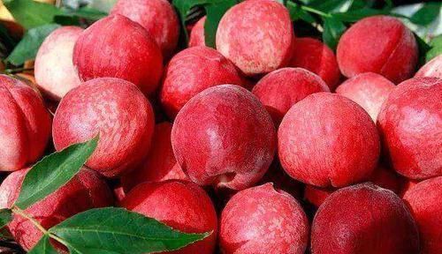 膳食纤维|桃子营养价值虽然高,但是也要注意3大忌,为了健康,不要忽视