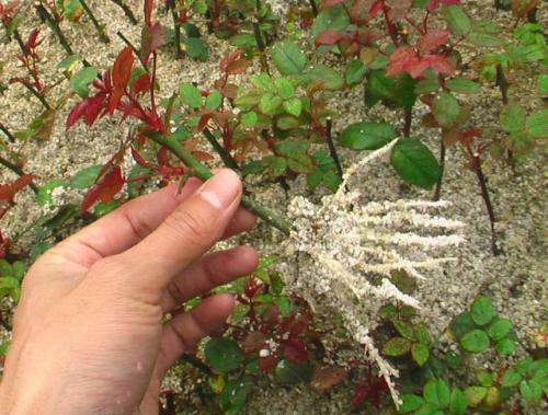 不花一分钱2分钟自制生根水，比生根剂管用百倍，花卉蹭蹭疯长！