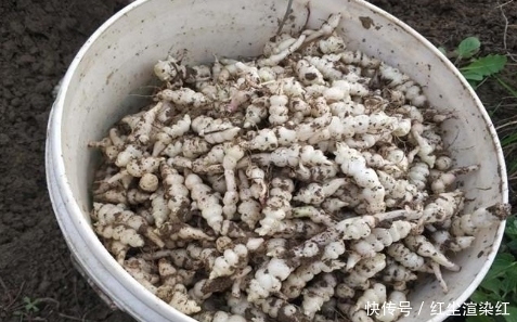 地里挖到这种“大白虫子”,请尽量装起来,因为目前价值很高