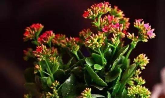 想要养好长寿花,盆里7天加点“它”,呼呼冒花芽,一个劲开花!