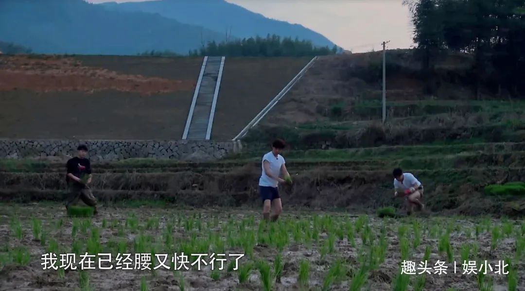 蘑菇|嘉宾重复请、广告太频繁、农活总干不完,被《向往4》劝退