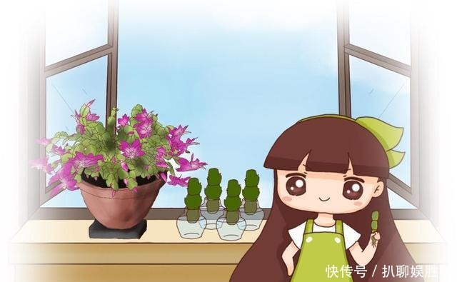 叶片|喂点“甜水”,蟹爪兰不烂根不黄叶,还开满盆花