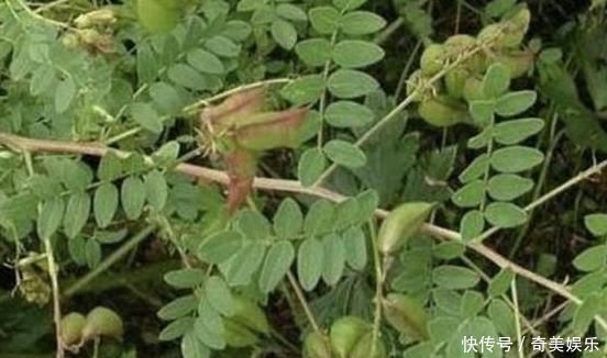 中药材|乡下一种珍贵草,人称“黄人参”,地下根茎是宝贝,看到别忽视