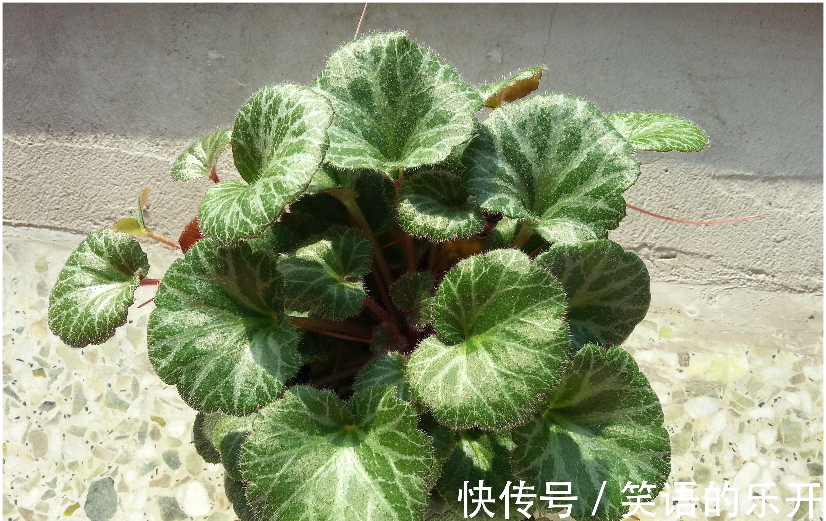 人称“金丝荷叶”,认识的人不多,若幸运遇到,那是福气,请珍惜