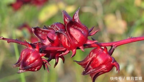 路边1种野花,人称洛神花,种盆里也好看,你见过没?