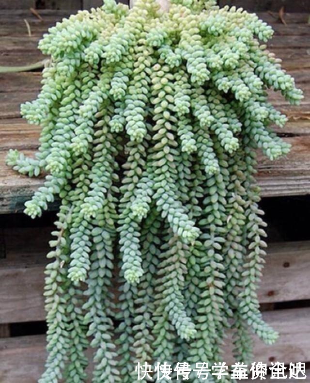 多肉度夏|多肉度夏怎么浇水，放哪里养，教你“2招”，顺利度夏，又肥又美！