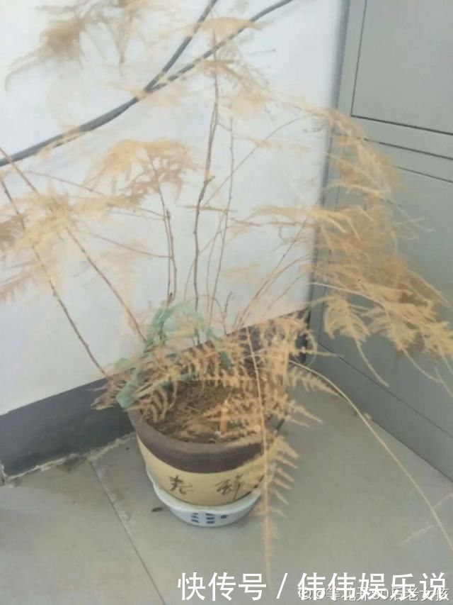 地方|夏天养花,这个地方千万别摆,否则3天死翘翘