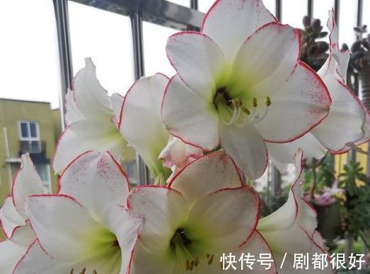 家养朱顶红的养护方法和注意事项，此样做年年开花还不烂根