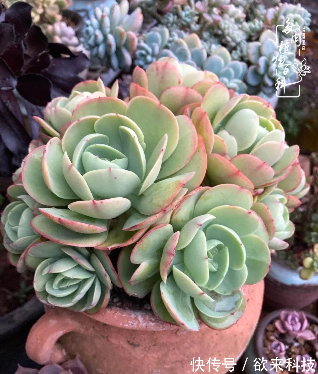 柴米油盐的日子,养几盆多肉吧,为生活添几抹色彩!