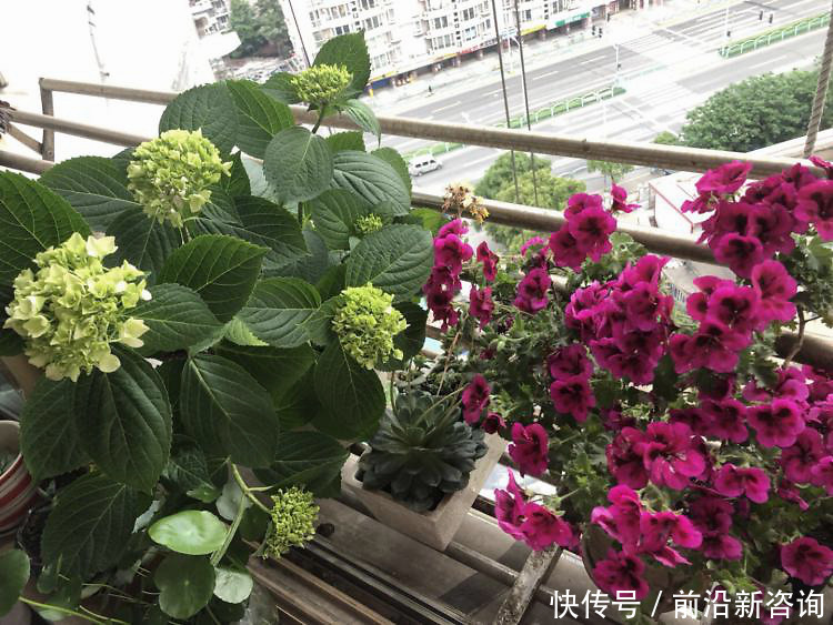 花加|FlowerPlus花加——如何养出满盆的天竺葵