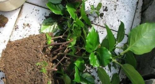 新芽|给三角梅换盆，选对时间，10天冒新芽，年年有花赏