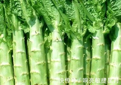 种植者|掌握莴笋种植技巧，选择适宜的环境，合理进行水肥管理！