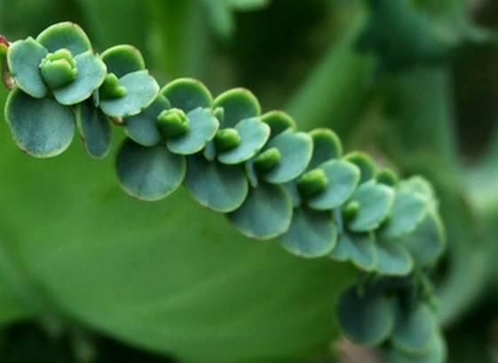 送给那些养花，却总是把花养死的人