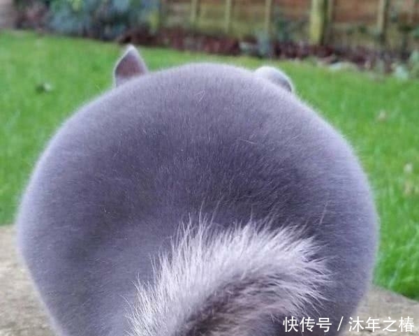 好看|世界上最可爱的动物没有之一,长得不好看,但网友们都想要!