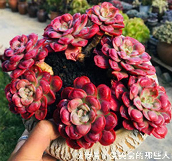 公认不好养的5种多肉,容易黑腐长势差,能养好的都是大神