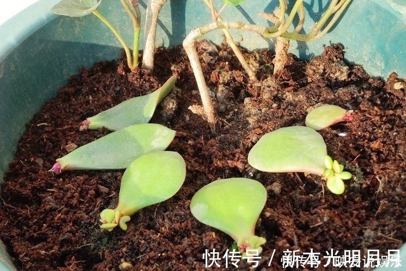 金钱树|养8种花,别花“冤枉钱”,掐1片叶子“扔土里”,几天就生根