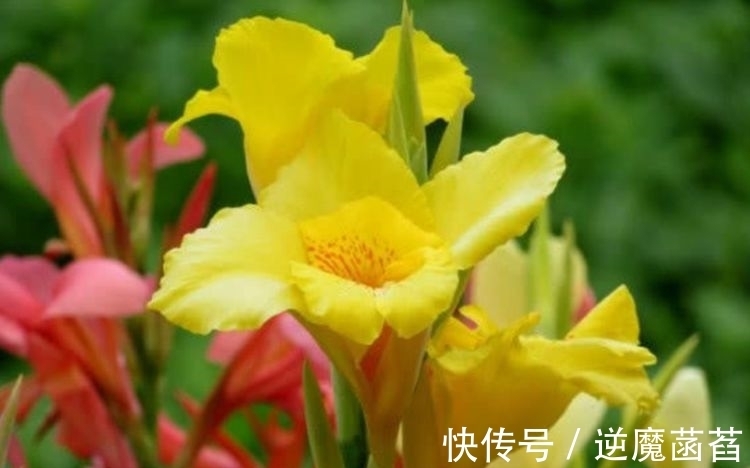 兰花|家里养这几款花卉,娇小不占地,便宜又好养,10元2盆