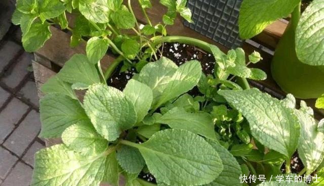 可以在没有院子的情况下,种菜园,在阳台上种盆栽菜!