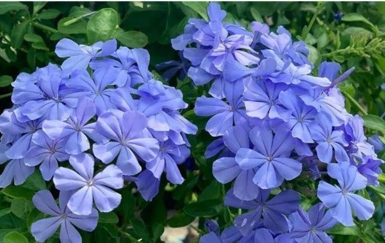 花海|4种花最喜欢夏天，不怕热，不休眠，越晒开花越旺，美成花海