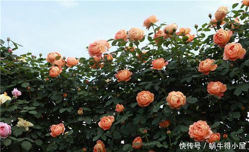 王妃|4种耐热耐晒的经典月季,可藤可灌,多季节有花赏,值得拥有