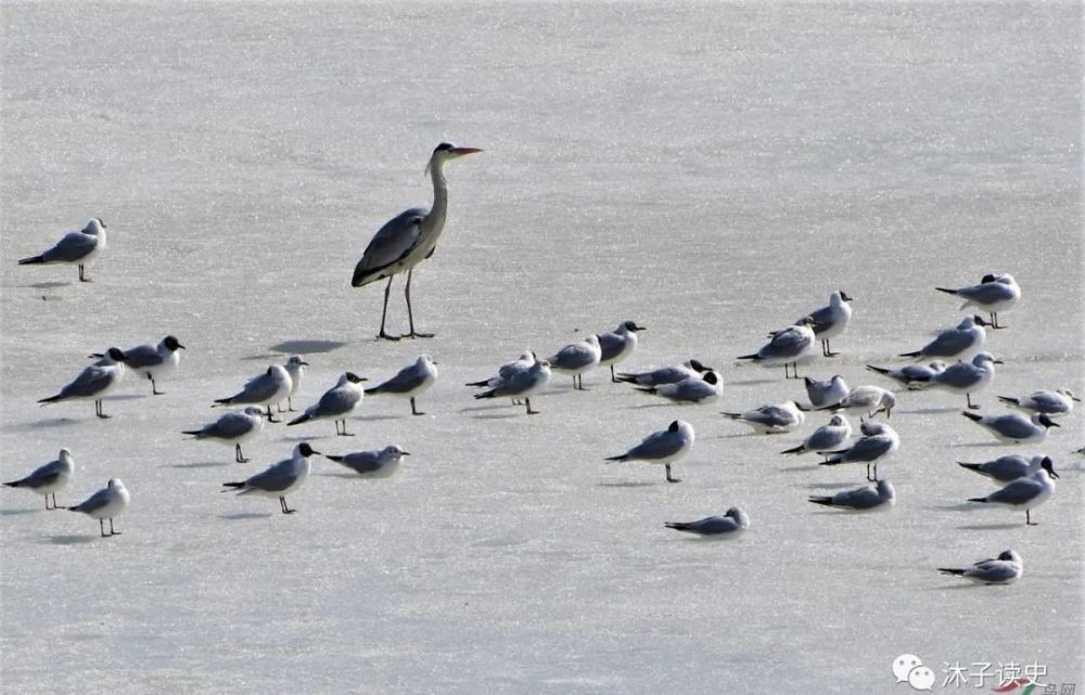 平民百姓|西汉这位官员因为太优秀被皇帝腰斩，鹤立鸡群的真正含义了解吗？