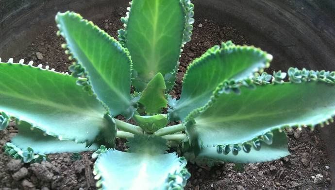 生命力顽强的多肉,新手可以试试,不用担心养不好