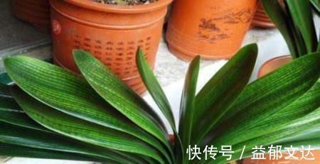 君子兰|君子兰什么时候换盆好?掐准时间,“憋”满花芽