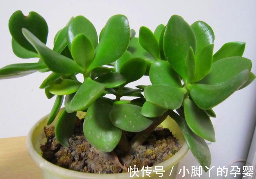 生物酶|植物养得不好，多半根没长好，加上这些长得快