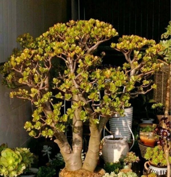 养护|多肉中的“老寿星”,越老越值钱,养成大树可镇宅可传家!