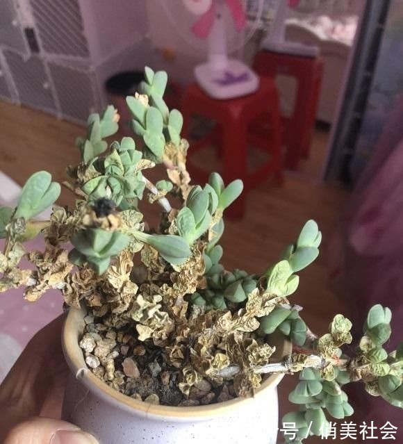 叶片|养多肉,最怕掉叶子,平常少浇水,多晒太阳,多肉不掉叶