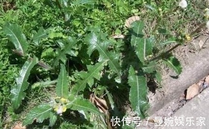 虎蓟|农村一种野草浑身是刺，以前农民不重视，今农民每天离不开