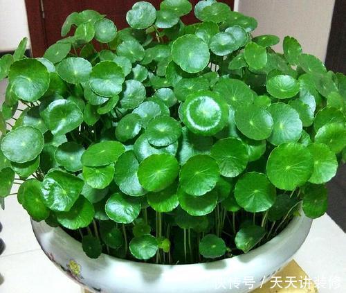 寓意美好的4种花,懂花的人都喜欢养几盆,好养好看真精神