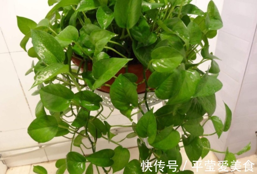 养花常备1种肥就够了,毕竟所有的植物大多数时间都用得上