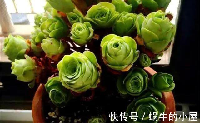 山地玫瑰|夏季的多肉不好看?来看看这3款,绚丽多姿,越看越好看