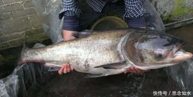 冬天吃魚保護心血管，營養師提醒：2種魚別再吃了，增加癌癥風險