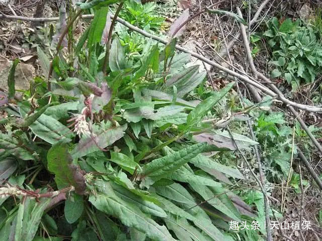 白癜风|野菜俗称“金不换”，比醋还酸，治便秘当调料，市场价值极高！