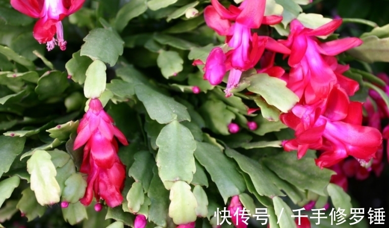 养花试试这款,为保证植物的充足营养,首先掐掉柔软的棉花叶子